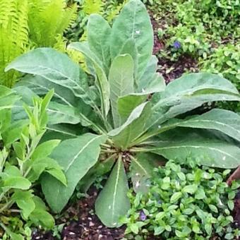 Verbascum thapsus