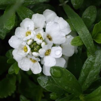 Iberis sempervirens 'Snowflake'