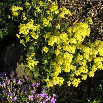 Aurinia saxatilis - Corbeille d'or