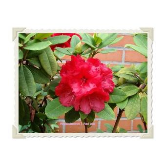 Rhododendron 'Red Jack'