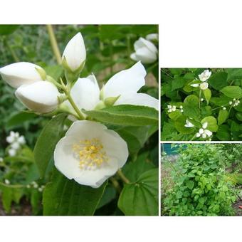 Philadelphus 'Virginal'