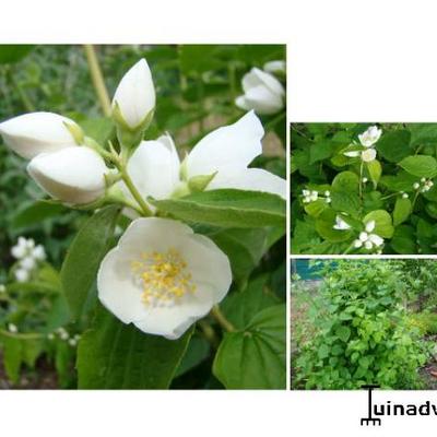 Philadelphus 'Virginal' - Philadelphus 'Virginal'