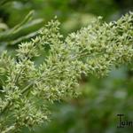 Veratrum viride - 