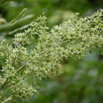 Veratrum viride