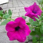 Surfinia 'Purple' - 