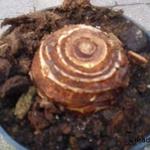 Colocasia esculenta - Taro