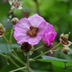 Rubus odoratus - Zimt-Himbeere