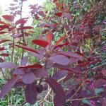 Cotinus coggygria 'Royal Purple' - Cotinus coggygria 'Royal Purple'