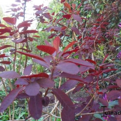 Cotinus coggygria 'Royal Purple' - 