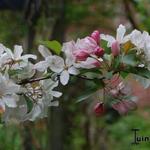 Malus 'Red Obelisk' - 