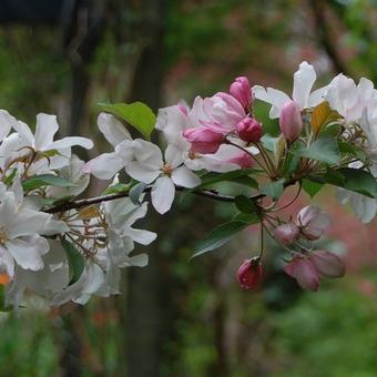 Malus 'Red Obelisk'