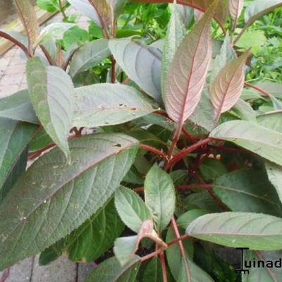 Hydrangea aspera 'Hot Chocolate' - Hydrangea aspera 'Hot Chocolate'