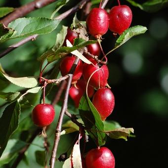 Malus 'Red Obelisk'