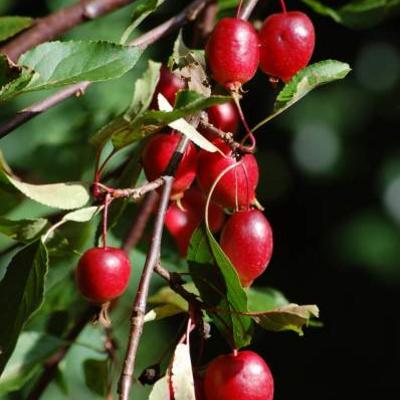 Malus 'Red Obelisk' - 