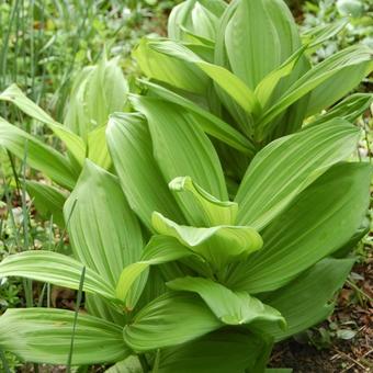 Veratrum viride