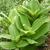 Veratrum viride