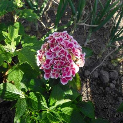 Hydrangea macrophylla 'Bicolor' - 