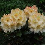 Rhododendron 'Horizon Monarch'