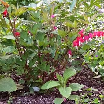 Lamprocapnos spectabilis 'Valentine'