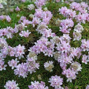 Armeria juniperifolia