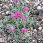 Antennaria dioica 'Rotes Wunder' - 