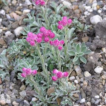 Antennaria dioica 'Rotes Wunder'