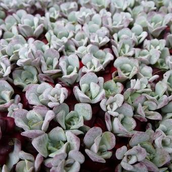 Sedum spathulifolium