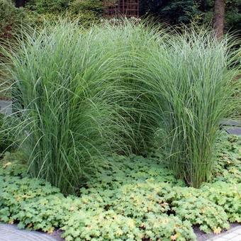 Panicum virgatum 'Heavy Metal'