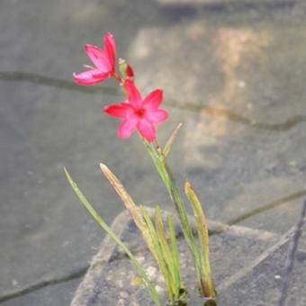 Hesperantha coccinea 'Major'