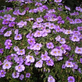 Calibrachoa Million Bells Series