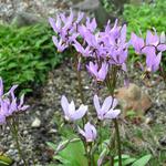 Dodecatheon meadia - Meads Götterblume