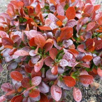 Berberis thunbergii f. atropurpurea 'Bagatelle' - 