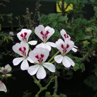 Pelargonium echinatum