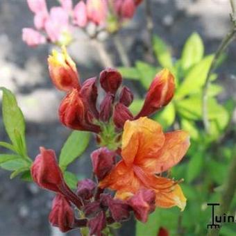 Rhododendron ’Golden Eagle’