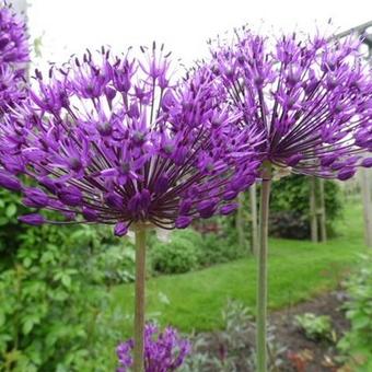 Allium giganteum