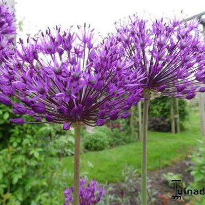 Allium giganteum - 