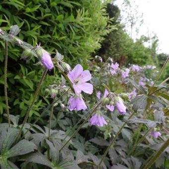 Geranium maculatum 'Espresso'