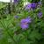 Geranium sylvaticum 'Mayflower'