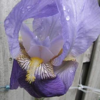 Iris germanica