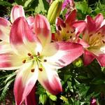 Lilium ‘Sugar Love'  - 