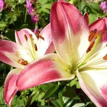 Lilium ‘Sugar Love'