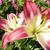 Lilium ‘Sugar Love'