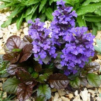 Ajuga reptans 'Black Scallop'