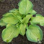 Hosta 'Pistache' - 