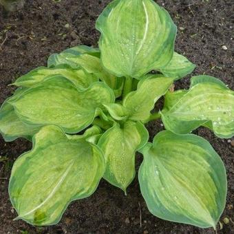 Hosta 'Pistache'