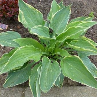 Hosta 'Poker'