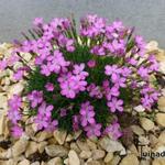 Dianthus microlepis - Bulgarische Zwerg-Nelke