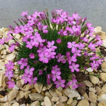 Dianthus microlepis