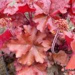 Heuchera 'Mahogany' - 