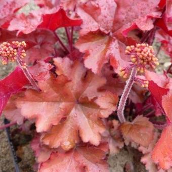 Heuchera 'Mahogany'